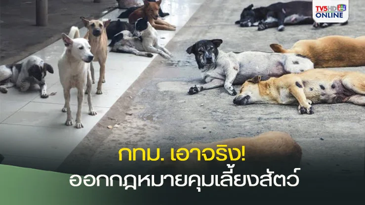 กทม. เอาจริง! ออกกฎหมายคุมเลี้ยงสัตว์