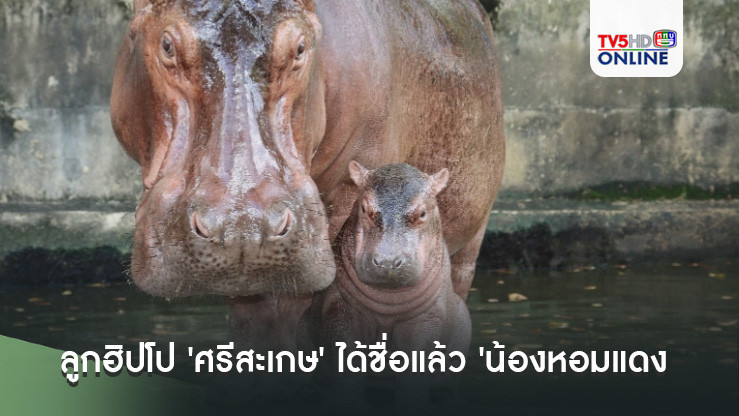 ลูกฮิปโป 'ศรีสะเกษ' ได้ชื่อแล้ว 'น้องหอมแดง'