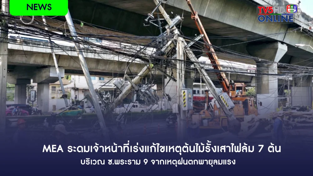 MEA ระดมเจ้าหน้าที่เร่งแก้ไขเหตุต้นไม้รั้งเสาไฟล้ม 7 ต้น บริเวณ ซ.พระราม 9 จากเหตุฝนตกพายุลมแรง