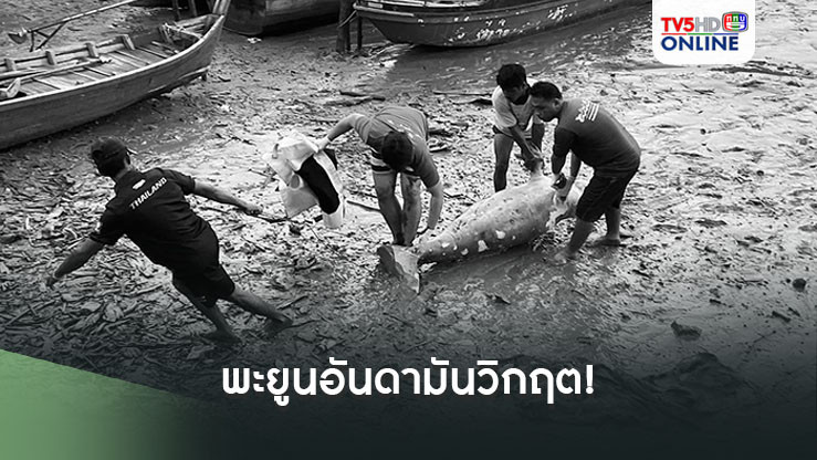 พะยูนอันดามันวิกฤต! เกยตื้น 8 ตัวในเดือนตุลาคม