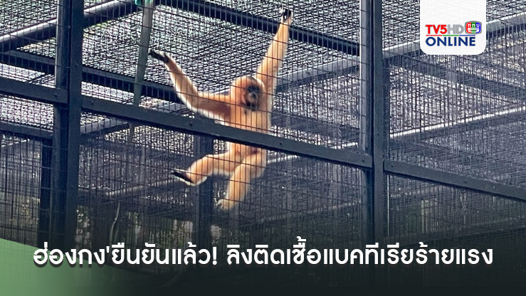 'ฮ่องกง'ยืนยันแล้ว! ลิง9ตัวตายในสวนสัตว์เก่าแก่ของประเทศ ติดเชื้อแบคทีเรียร้ายแรง