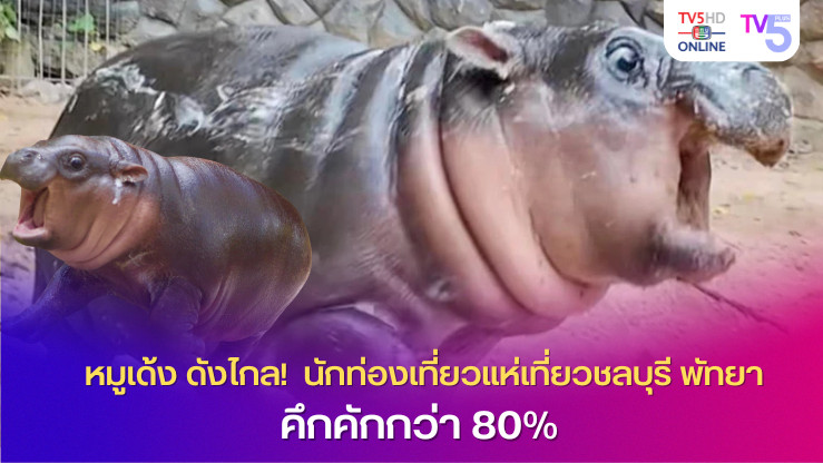 หมูเด้ง ดังไกล!  นักท่องเที่ยวแห่เที่ยวชลบุรี พัทยา  คึกคักกว่า 80%