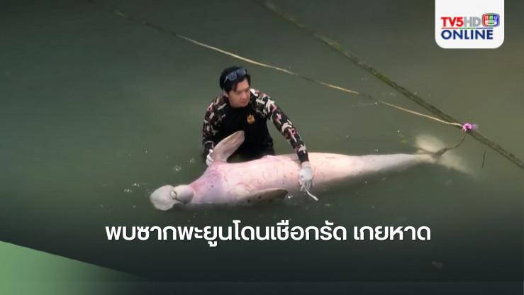 พบซากพะยูนโดนเชือกรัด เกยหาด