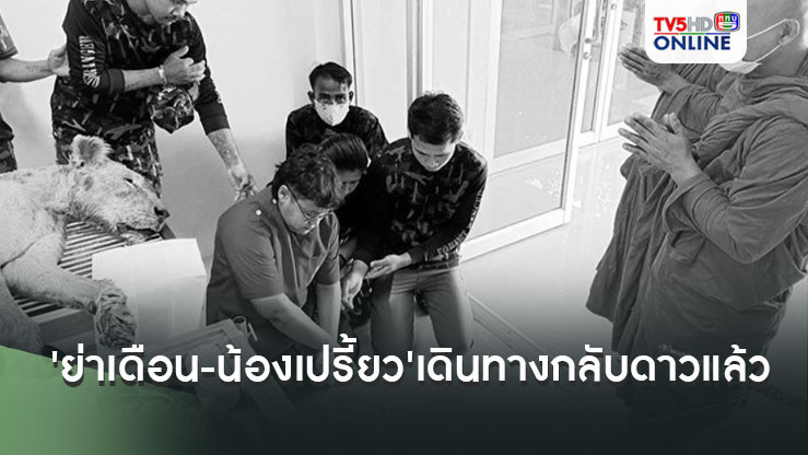 'เสือโคร่ง-สิงโต'แห่งบึงฉวาก 'ย่าเดือน-น้องเปรี้ยว'เดินทางกลับดาวแล้ว