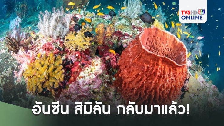 อันซีน สิมิลัน กลับมาแล้ว! 