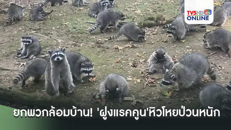 ยกพวกล้อมบ้าน! 'ฝูงแรคคูน'หิวโหยป่วนหนัก ทำหญิงสหรัฐฯไม่กล้าออกจากบ้าน