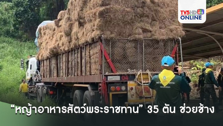 “หญ้าอาหารสัตว์พระราชทาน” 35 ตัน ช่วยช้างประสบอุทกภัยส่งถึง อ.แม่แตง จ.เชียงใหม่แล้ว