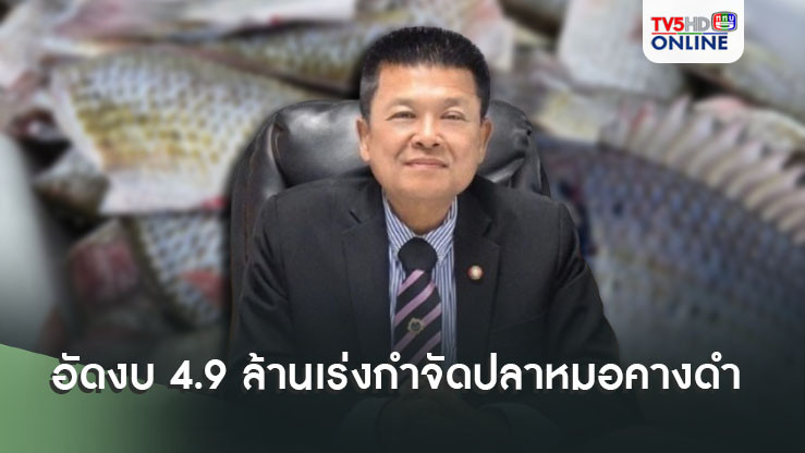 กรมประมง เร่งแก้ปัญหาปลาหมอคางดำ อัดงบ 4.9 ล้าน กำจัด 2 แสน กิโล-นำไปผลิต ‘ปลาร้า’