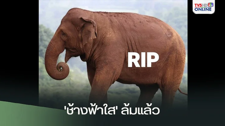 'กัญจนา'แจ้งข่าวเศร้า 'ช้างฟ้าใส'ล้มแล้ว หลังเหตุถูกน้ำป่าพัด
