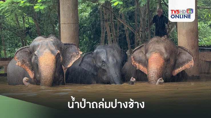 น้ำป่าถล่มปางช้าง 