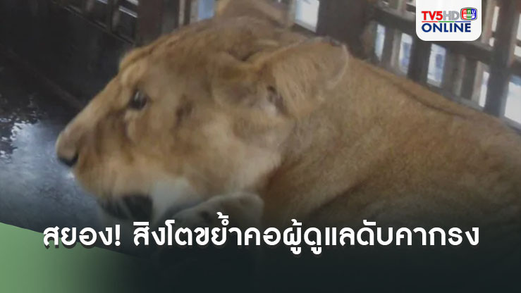 สยอง! สิงโตขย้ำคอผู้ดูแลดับคากรง ก่อนจนท.สวนสัตว์ตัดสินใจยิงทิ้งทันที
