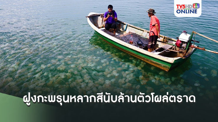 ฮือฮา! ฝูงกะพรุนหลากสีนับล้านตัวผุดดำผุดว่ายหน้าชายหาดบ้านคลองสนแหลมกลัด จ.ตราด