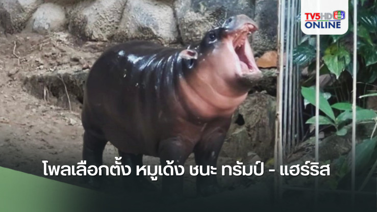 โพลเลือกตั้ง หมูเด้ง ชนะ ทรัมป์ - แฮร์ริส