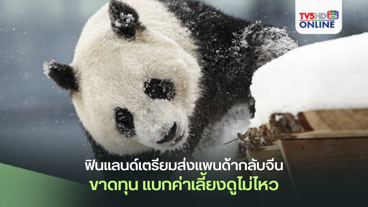 สวนสัตว์ฟินแลนด์เตรียมส่งแพนด้ายักษ์2ตัวกลับคืนจีน หลังแบกค่าเลี้ยงดูไม่ไหว-ขาดทุนยับ