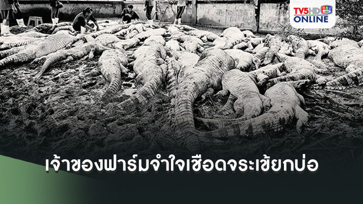 เจ้าของฟาร์มจำใจเชือดจระเข้ยกบ่อที่ลำพูน  หลังเลี้ยงมา 17 ปี หวั่นน้ำท่วมหลุดกัดคน