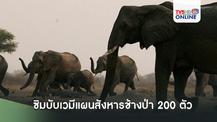 ซิมบับเวมีแผนสังหารช้างป่า 200 ตัว เพื่อนำเนื้อมาแจกจ่ายให้ประชาชนที่กำลังอดอยาก