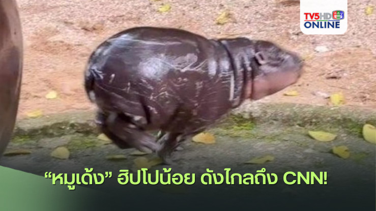 "หมูเด้ง" ฮิปโปน้อย ดังไกลถึง CNN! 