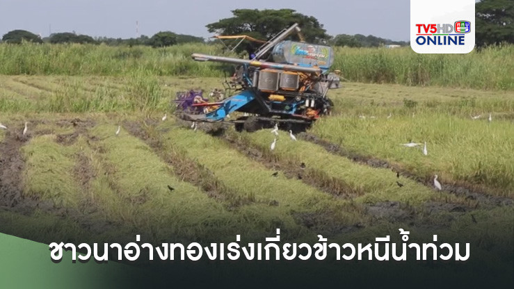 น้ำเจ้าพระยาเพิ่มสูง! ชาวนาอ่างทองเร่งเกี่ยวข้าวหนีน้ำท่วม  