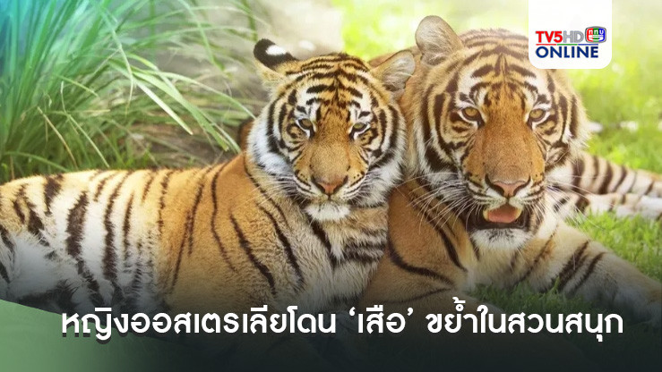 หญิงออสเตรเลียโดน ‘เสือ’ ขย้ำในสวนสนุก เร่งหามส่งรพ.