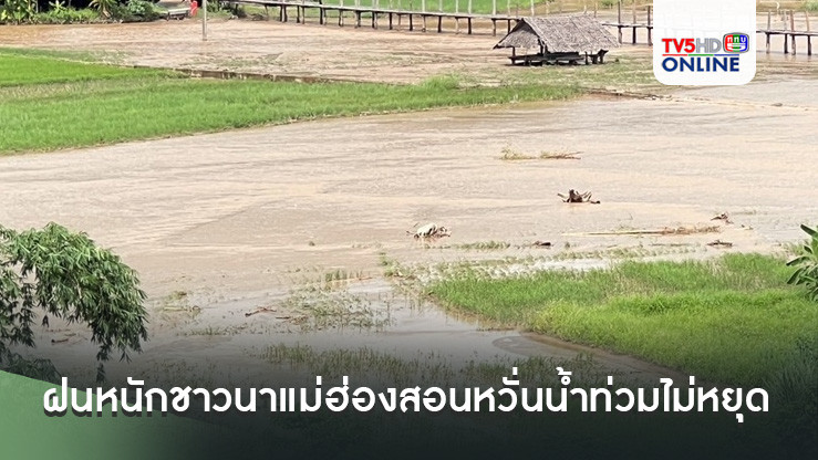 ฝนหนักชาวนาแม่ฮ่องสอนหวั่นน้ำท่วมไม่หยุด อุตุเตือน3-7กันยารับมือฝนถล่มซ้ำ