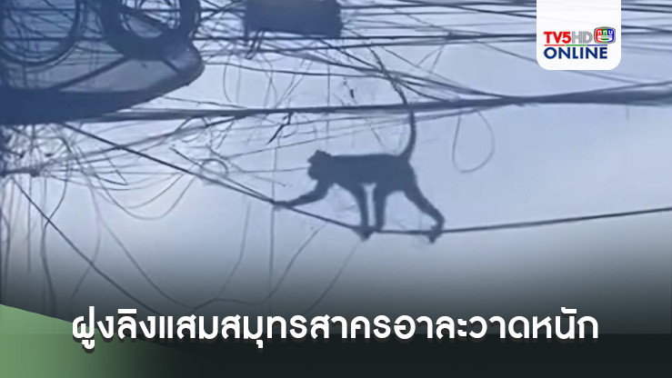 ฝูงลิงแสมสมุทรสาครอาละวาดหนัก กัดหน้าขย้ำหัวเด็กหญิงวัย2ขวบเลือดสาด