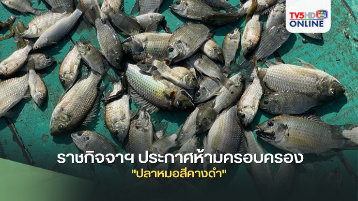 ราชกิจจาฯ ประกาศห้ามครอบครอง "ปลาหมอสีคางดำ" ป้องกันผลกระทบต่อสัตว์น้ำและระบบนิเวศ