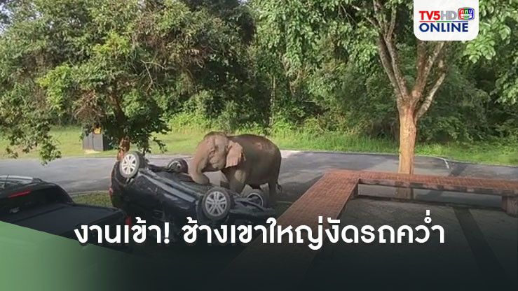 งานเข้าซะแล้ว! ช้างเขาใหญ่งัดรถคว่ำ
