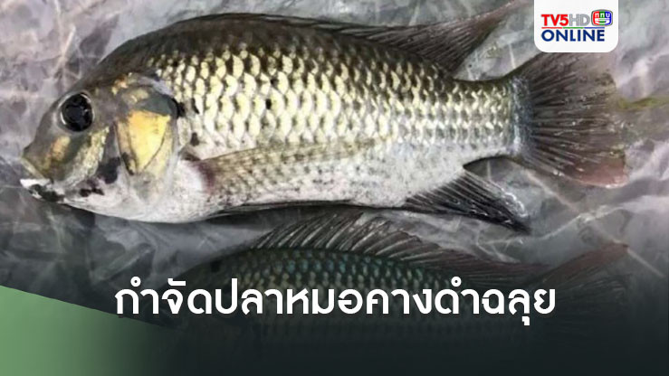 กำจัด‘ปลาหมอคางดำ’ฉลุย 1-7ส.ค.รับซื้อทำปุ๋ย168ตัน