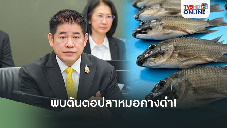 พบต้นตอปลาหมอคางดำ! 