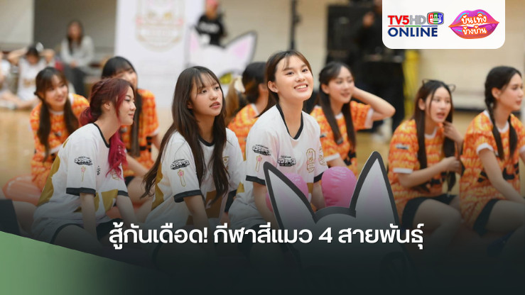 สู้กันเดือด! กีฬาสีแมว 4 สายพันธุ์