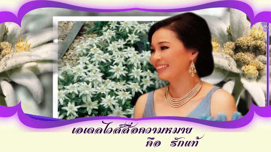 ใต้ร่มพระบารมี “เอเดลไวล์สื่อความหมายคือ รักแท้ ” วันเสาร์ที่ 29 มิถุนายน 2567