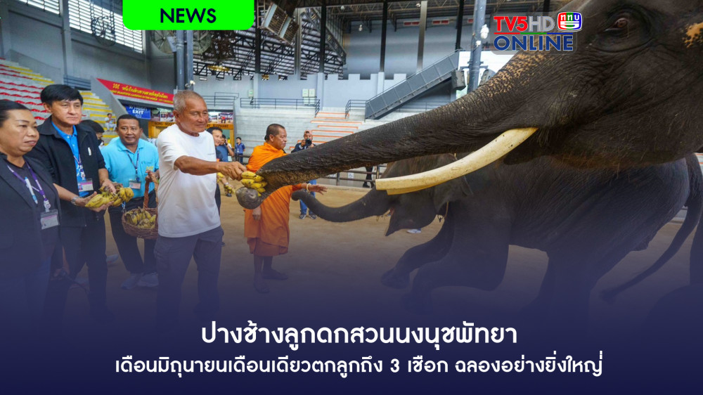 ปางช้างลูกดกสวนนงนุชพัทยา เดือนมิถุนายนเดือนเดียวตกลูกถึง 3 เชือก ฉลองอย่างยิ่งใหญ่