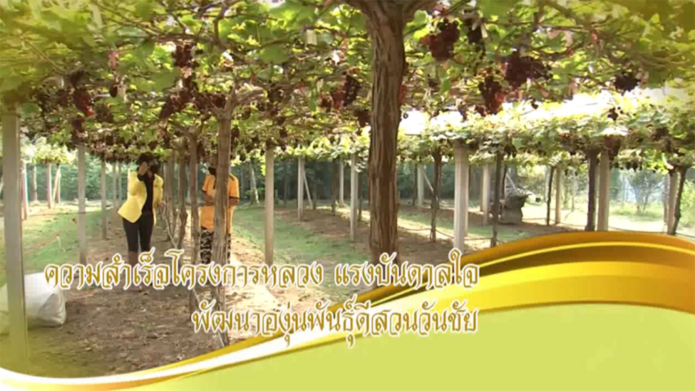 ใต้ร่มพระบารมี ตอน ความสำเร็จโครงการหลวง แรงบันดาลใจ พัฒนาองุ่นพันธุ์ดีสู่เกษตรกร วันอาทิตย์ที่ 26 พ.ค. 67