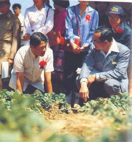 กว่าจะเป็น"สตรอว์เบอร์รีพันธุ์พระราชทาน 80"