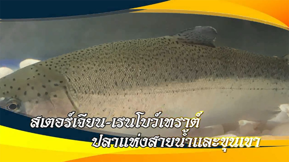 ใต้ร่มพระบารมี สเตอร์เจียน-เรนโบว์เทราต์ ปลาแห่งสายน้ำและขุนเขา  วันที่ 17 ก.พ. 67