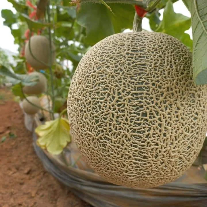 "เมลอน" บ้านแม่กอน เมลอนคุณภาพ ผลผลิตจากโรงเรือน