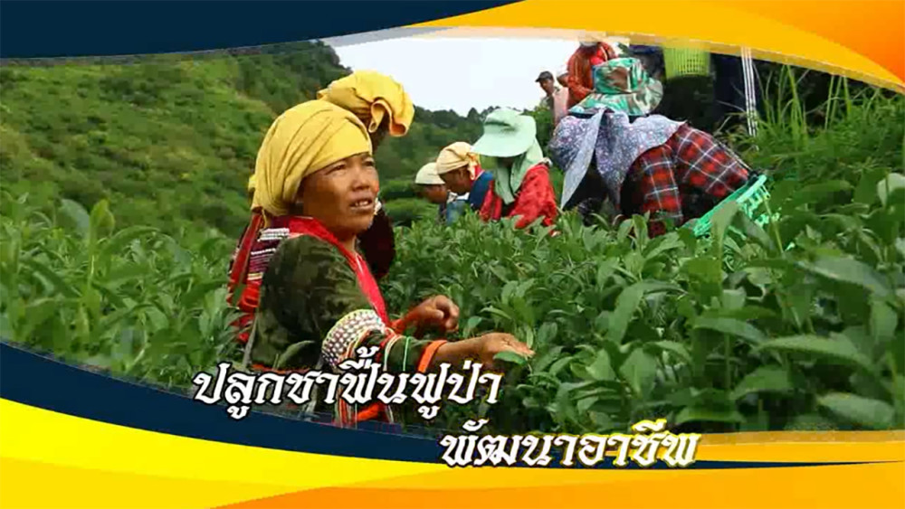 ใต้ร่มพระบารมี ปลูกชาฟื้นฟูป่า พัฒนาอาชีพสู่ บ้านน้ำชาโครงการหลวง วันอาทิตย์ที่ 11 กุมภาพันธ์ 2567