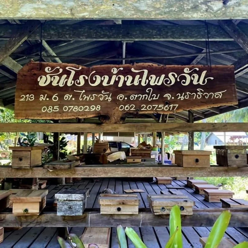 น้ำผึ้งชันโรงขนเงิน กลิ่นหอมดอกมะพร้าว ที่บ้านไพรวัน  จ.นราธิวาส
