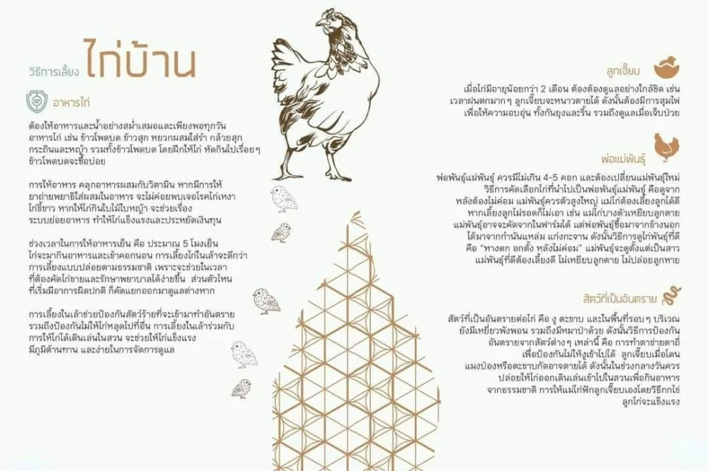 "การเลี้ยงไก่แบบบ้าน ๆ" ของ ลุงสนอง