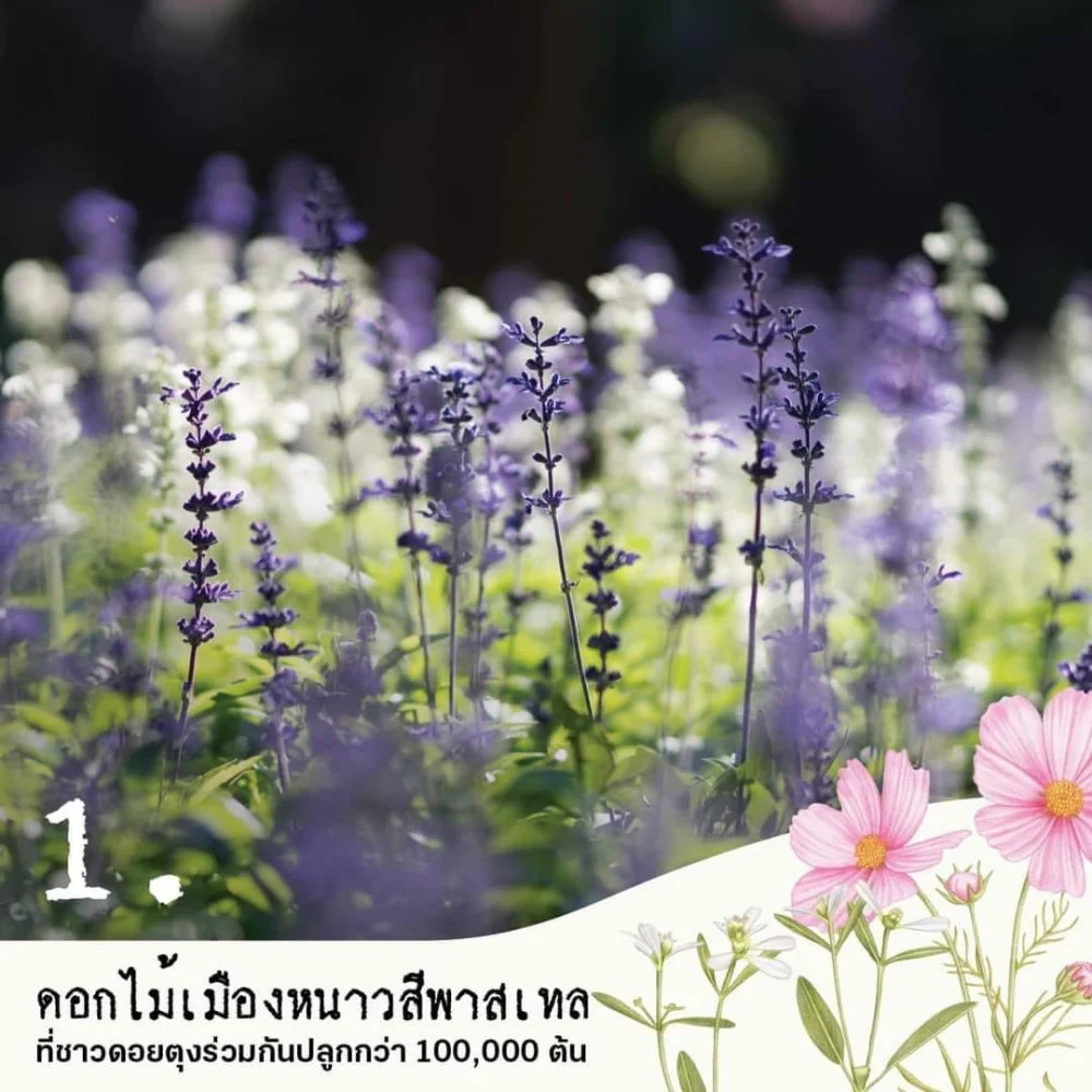 “เทศกาลสีสันแห่งดอยตุง ครั้งที่ 10” ชาวดอยตุงพร้อมแค่ไหน
