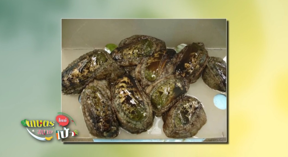 EP.37 รายการเกษตรใหม่สนามเป้า วันพุธที่ 11 ต.ค. 2566