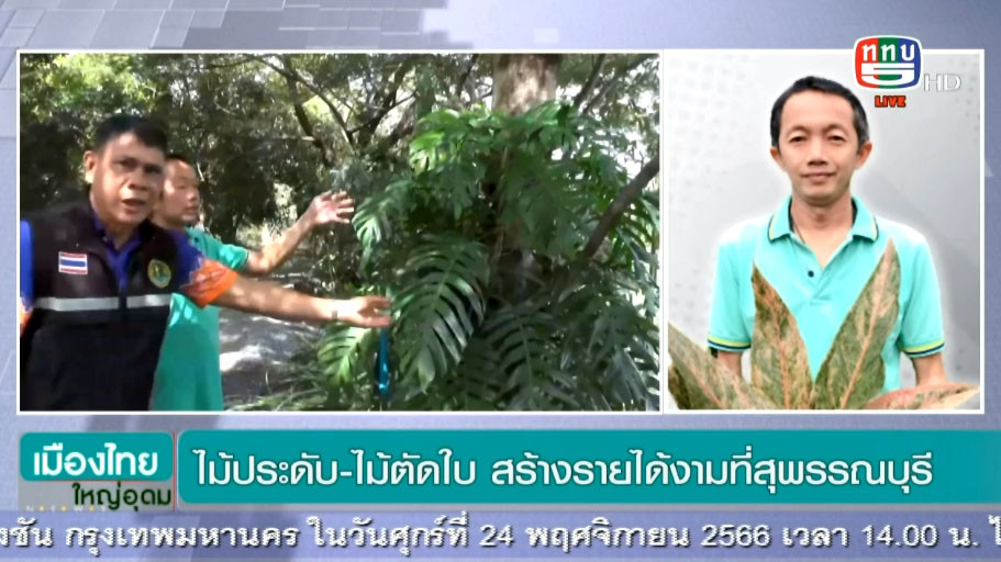 “คุยกับ คุณอำนาจ ดอกอุบล กับประเด็น สถานการณ์ไม้ประดับ-ไม้ตัดใบ สร้างรายได้งามที่สุพรรณบุรี ”