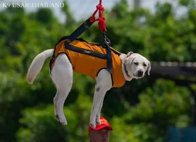 "สีนวล" สุนัขกู้ภัย K9 ค้นหาและช่วยเหลือผู้ประสบภัย