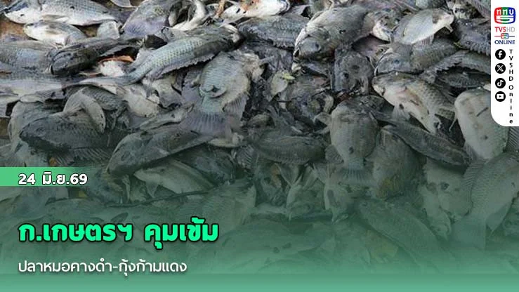 ก.เกษตรฯ คุมเข้มปลาหมอคางดํา-กุ้งก้ามแดง ลุยติดตามสัตว์น้ําต่างถิ่นทั่วประเทศ