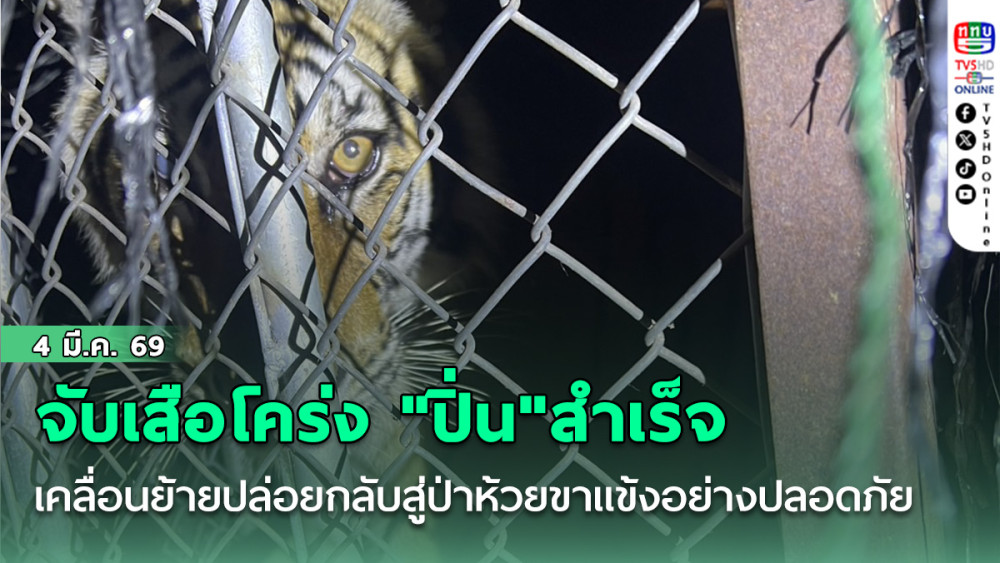 จับเสือโคร่ง "ปิ่น"สําเร็จ เคลื่อนย้ายปล่อยกลับสู่ป่าห้วยขาแข้งอย่างปลอดภัย