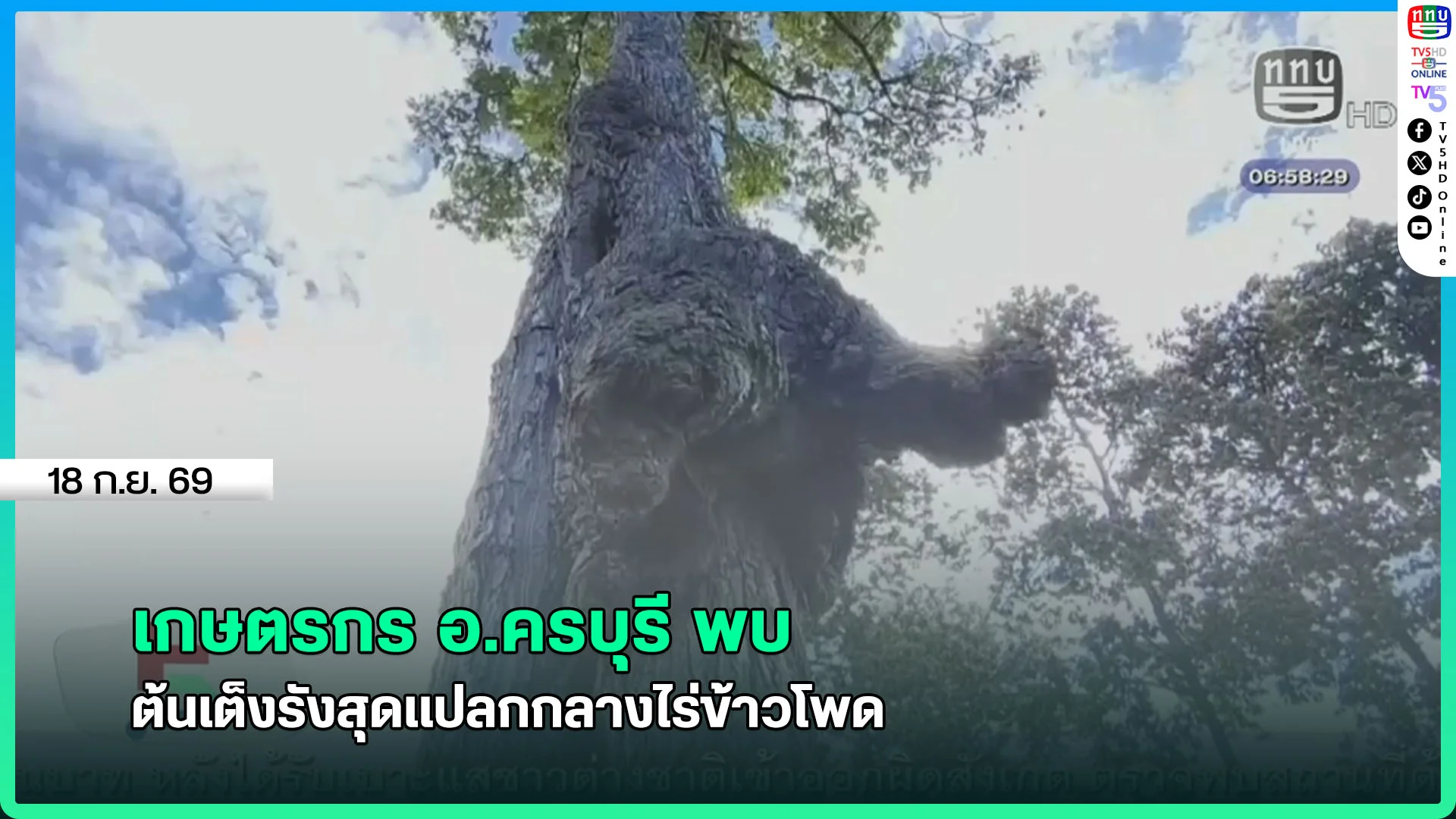 เกษตรกร อ.ครบุรี พบ ต้นเต็งรังสุดแปลกกลางไร่ข้าวโพด