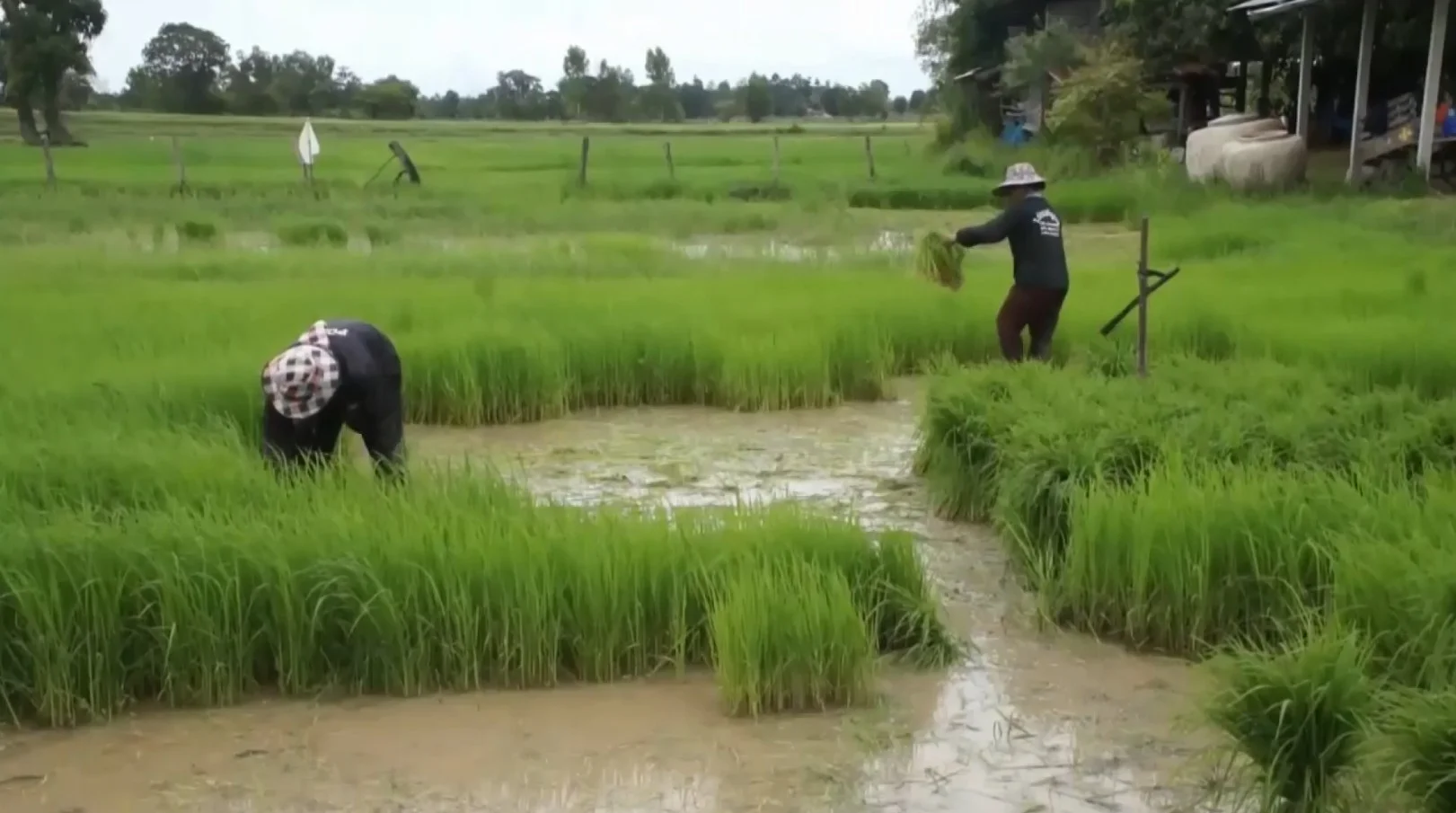 เตือนโรคไข้ดินระบาด 4 จังหวัดอีสานล่าง ป่วย 538 เสียชีวิต 40 ราย